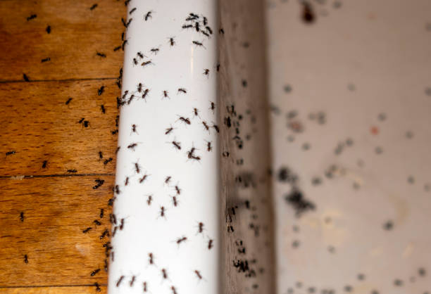 Best Residential Pest Control  in Sound Beach, NY