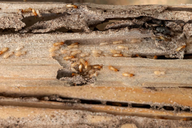 Pest Control Cost in Sound Beach, NY